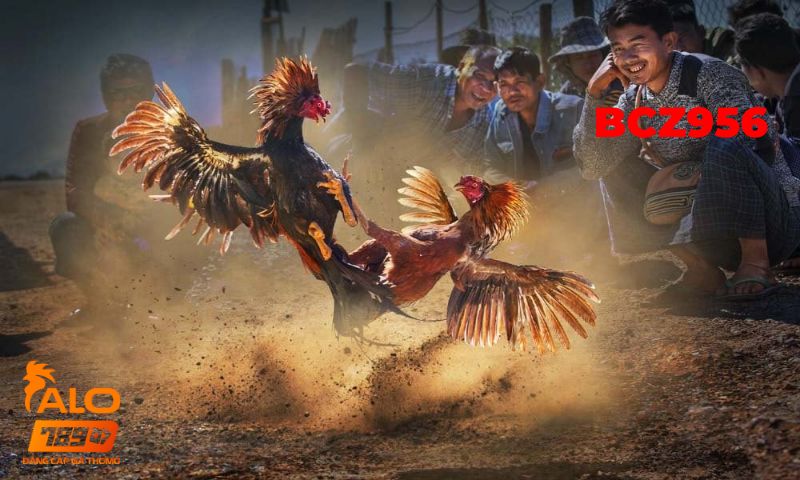 Tạo tài khoản đá gà thomo 8